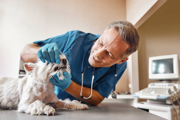 Best Walk-In Emergency Dentist in Winslow, AZ